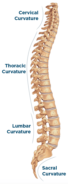 Spine Illustration