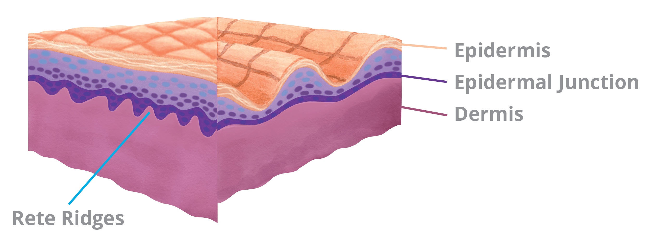 Wound Care Guide