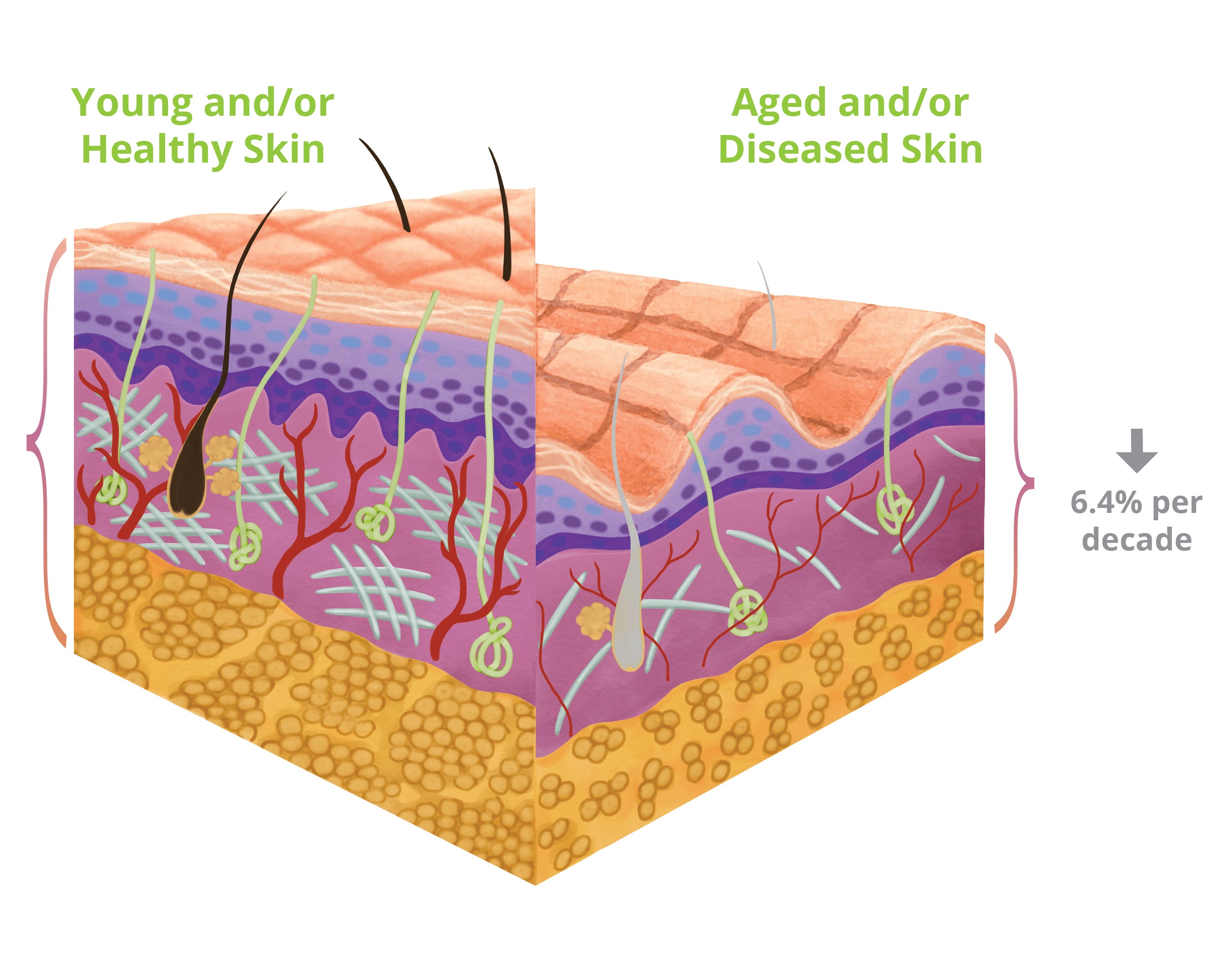 Wound Care Guide