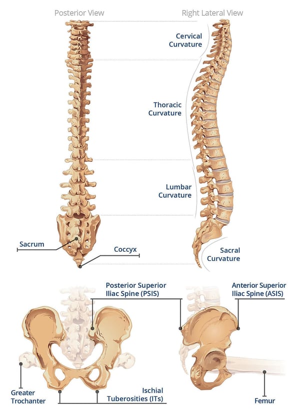 Spine and Pelvis Anatomy Refresher